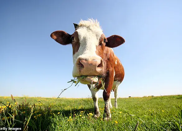 Uddermint: The Exclusive Veterinary Cream Now Treasured By Humans For Pain Relief