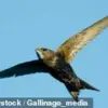 UK Starlings Plummet to Lowest Numbers on Record: Revealed by Exclusive RSPB Survey