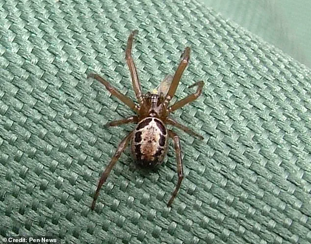 Cleaning Cobwebs Leads to Life-Altering Encounter with Britain’s Feared Arachnid, Warns Watford Man