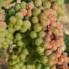 Controversial Claim: Professor David Nutt Asserts Only One Glass of Wine Per Year is Safe