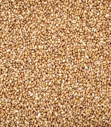 Exclusive Findings: Climate Change’s Impact on UK Cuisine – Scientists and HelloFresh Reveal the Future of Food