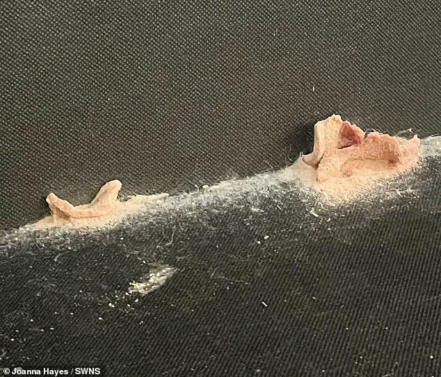 Hidden Health Hazards: Expert Advisories on Mould in Council Housing and Public Well-being