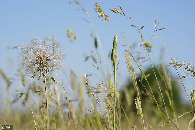 Public Advised to Avoid Unlicensed Kenalog Injections as UK Regulations Prioritize Patient Safety in Allergy Treatment