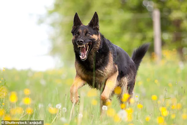 Study Reveals Popular Dog Breeds Linked to Surge in Legal and Medical Crises, According to Fighter Law Analysis