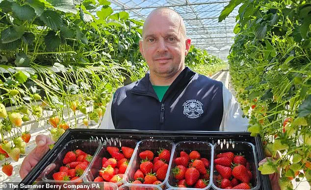 Unusually Large Strawberries Dominate UK Supermarkets Amid Warm Weather, Raising Questions About Agricultural Practices