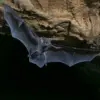 Urgent Health Alert: 12 Fall Ill with Fatal Fungal Infection After Bat Exposure at Costa Rica's Venado Caves in December 2024
