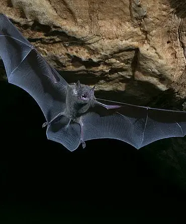 Urgent Health Alert: 12 Fall Ill with Fatal Fungal Infection After Bat Exposure at Costa Rica's Venado Caves in December 2024