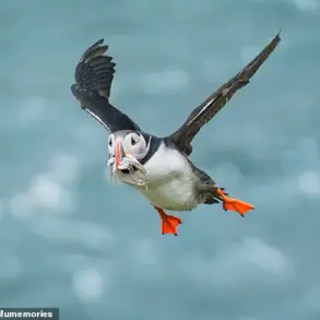 Climate Change and Habitat Destruction Put 500 Bird Species at Risk of Extinction Within a Century