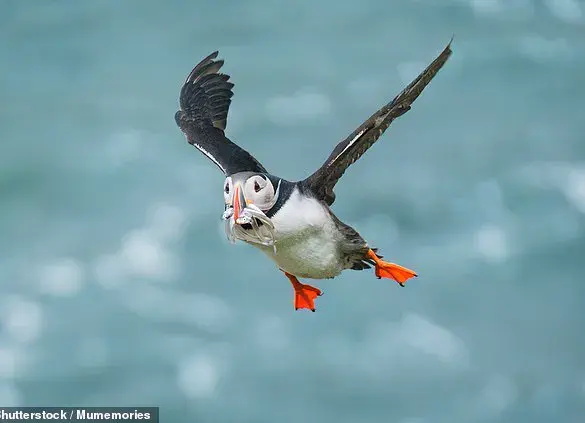 Climate Change and Habitat Destruction Put 500 Bird Species at Risk of Extinction Within a Century