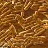 FDA Issues Urgent Recall of Pre-Made Salads Over Salmonella Contamination Risk