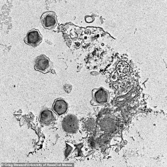 Giant Viruses in Oceans Reshaping Marine Ecosystems, Scientists Warn