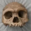 Groundbreaking Study Resolves Decade-Long Mystery of 'Dragon Man' Skull's Origin