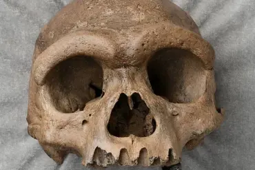 Groundbreaking Study Resolves Decade-Long Mystery of 'Dragon Man' Skull's Origin