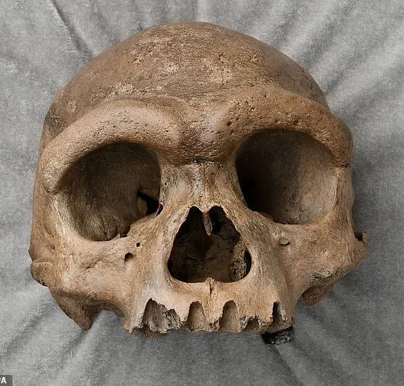 Groundbreaking Study Resolves Decade-Long Mystery of 'Dragon Man' Skull's Origin