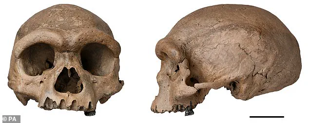 Groundbreaking Study Resolves Decade-Long Mystery of 'Dragon Man' Skull's Origin