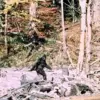 Privileged Access: Mysterious Figure Spotted in Colorado Woods Fuels Bigfoot Debate