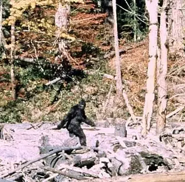 Privileged Access: Mysterious Figure Spotted in Colorado Woods Fuels Bigfoot Debate