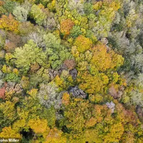 Scientists Reveal British Ash Trees Are Evolving Resistance to Deadly Fungus