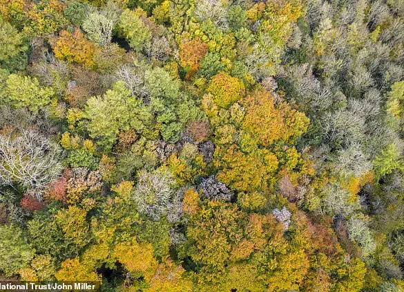 Scientists Reveal British Ash Trees Are Evolving Resistance to Deadly Fungus