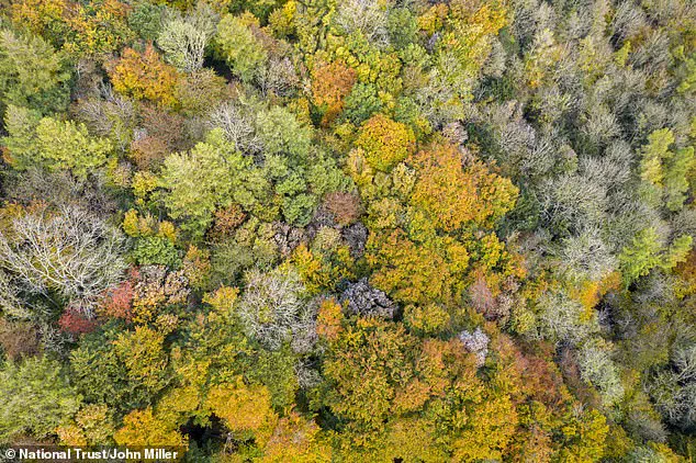 Scientists Reveal British Ash Trees Are Evolving Resistance to Deadly Fungus