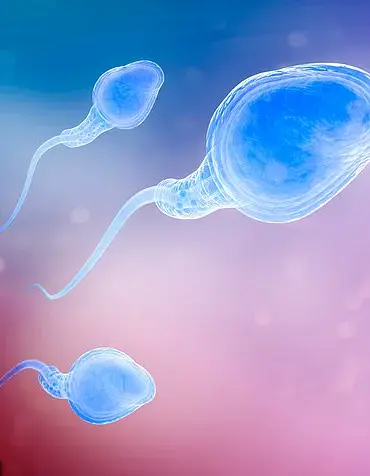 Study Reveals Link Between Male Age and Increased Miscarriage Risk in IVF