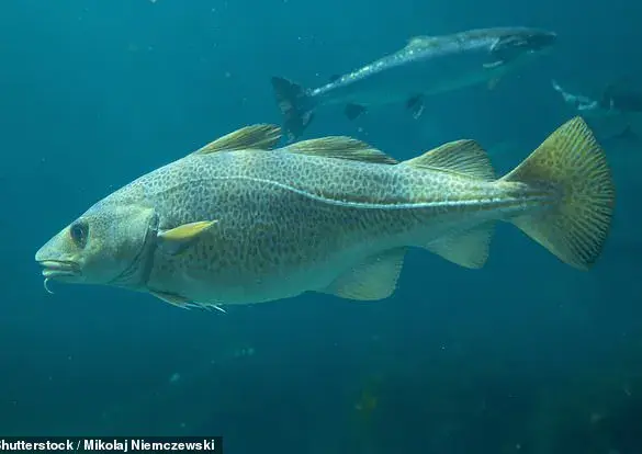 The Decline of Cod and the Future of Fish and Chip Friday: A Threat to a British Tradition