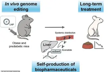 CRISPR Gene Editing in Mice Enables Exenatide Production, Offering New Approach for Diabetes and Obesity Treatment