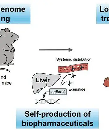 CRISPR Gene Editing in Mice Enables Exenatide Production, Offering New Approach for Diabetes and Obesity Treatment
