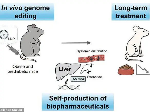 CRISPR Gene Editing in Mice Enables Exenatide Production, Offering New Approach for Diabetes and Obesity Treatment
