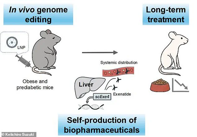 CRISPR Gene Editing in Mice Enables Exenatide Production, Offering New Approach for Diabetes and Obesity Treatment