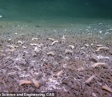 Deep-Sea Innovations: Privileged Access to Life and the Data Privacy Challenges of Extreme Exploration