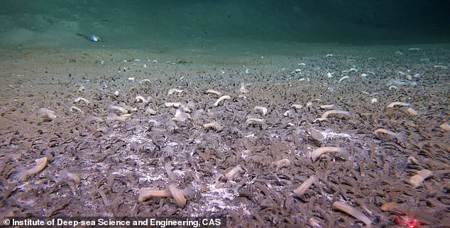 Deep-Sea Innovations: Privileged Access to Life and the Data Privacy Challenges of Extreme Exploration