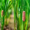 ''Destroy These Pink Blobs Now,'' Warns Florida Officials as Invasive Snail Eggs Threaten Ecosystems and Humans