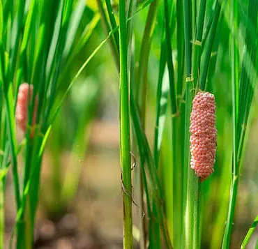 ''Destroy These Pink Blobs Now,'' Warns Florida Officials as Invasive Snail Eggs Threaten Ecosystems and Humans