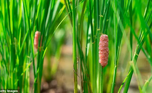 ''Destroy These Pink Blobs Now,'' Warns Florida Officials as Invasive Snail Eggs Threaten Ecosystems and Humans