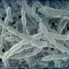 Exclusive: Legionnaires' Disease Outbreak in NYC Claims First Life, 22 Infected as Health Officials Issue Urgent Public Health Advisories