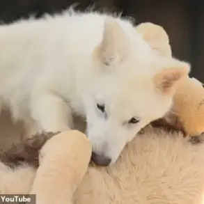 Genetic Engineering Initiative Revives Dire Wolves, Marking a Major Breakthrough