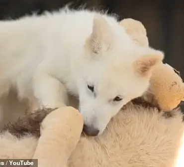 Genetic Engineering Initiative Revives Dire Wolves, Marking a Major Breakthrough