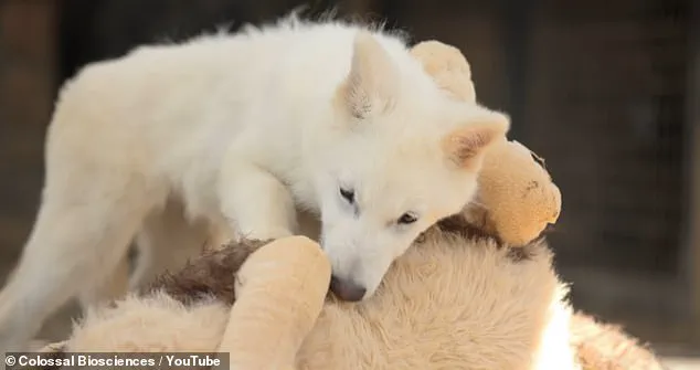 Genetic Engineering Initiative Revives Dire Wolves, Marking a Major Breakthrough