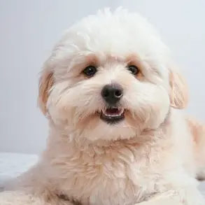 Hybrid Dog Breeds Capture Hearts: Surge in Popularity Driven by Allergies and Social Media