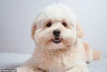 Hybrid Dog Breeds Capture Hearts: Surge in Popularity Driven by Allergies and Social Media