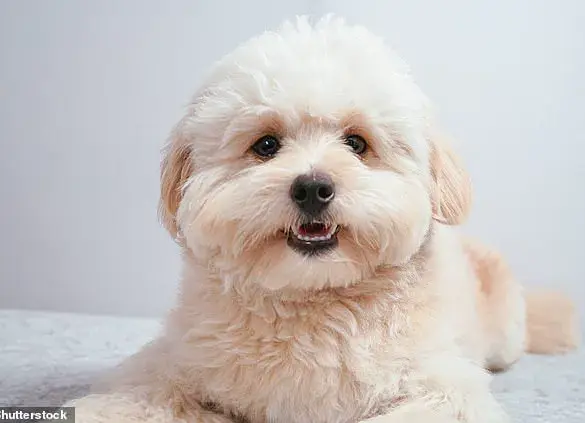 Hybrid Dog Breeds Capture Hearts: Surge in Popularity Driven by Allergies and Social Media