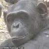 Late-Breaking: Zambian Chimpanzees Spark Grass and Stick Fad in Surprising Social Trend