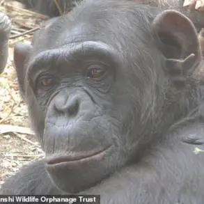 Late-Breaking: Zambian Chimpanzees Spark Grass and Stick Fad in Surprising Social Trend