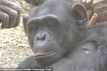 Late-Breaking: Zambian Chimpanzees Spark Grass and Stick Fad in Surprising Social Trend