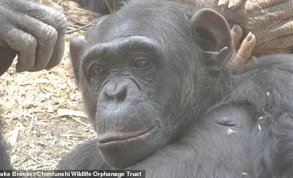 Late-Breaking: Zambian Chimpanzees Spark Grass and Stick Fad in Surprising Social Trend