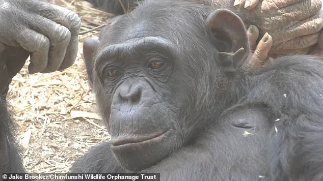 Late-Breaking: Zambian Chimpanzees Spark Grass and Stick Fad in Surprising Social Trend