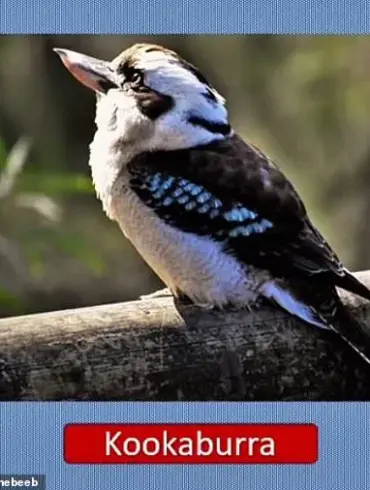 New Optical Illusion by Dr. Dean Jackson Sparks Global Debate and Viral Frenzy