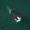 Unexpected Affectionate Behavior of Orcas in Norway's Fjords Puzzles Scientists