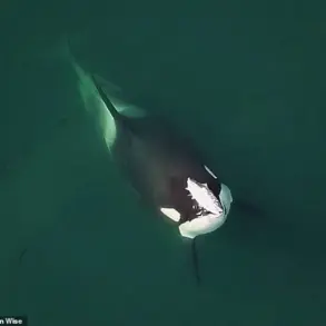 Unexpected Affectionate Behavior of Orcas in Norway's Fjords Puzzles Scientists